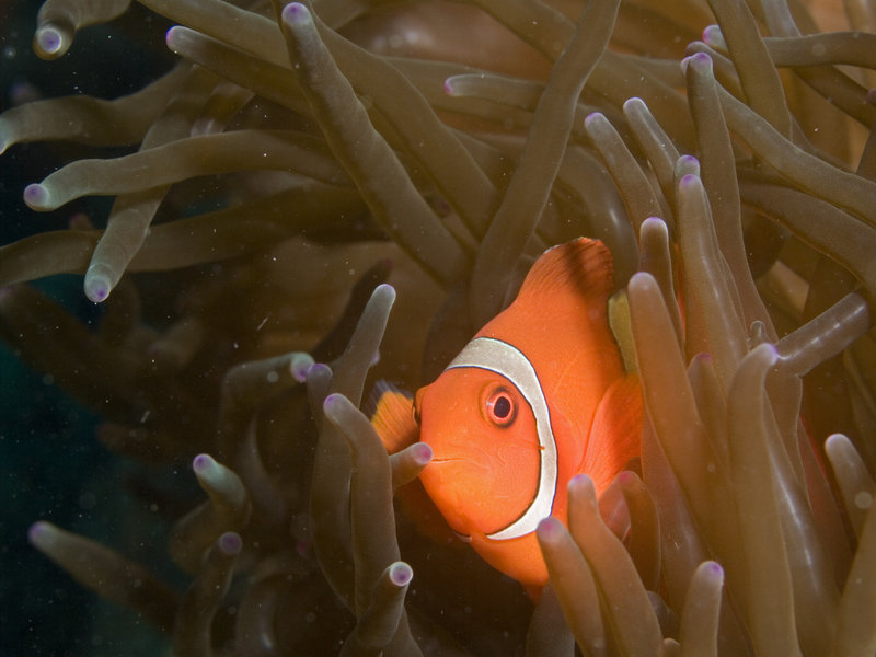 Clown Fish, Mabul, Stingray City